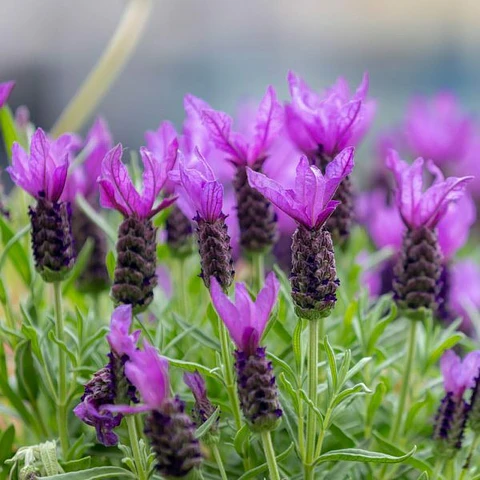 Lavanda Stoechas Bandera Fucsia