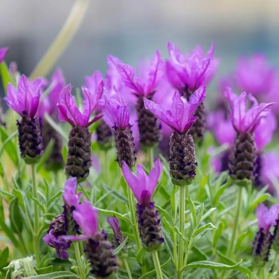 Lavanda Stoechas Bandera Fucsia 1