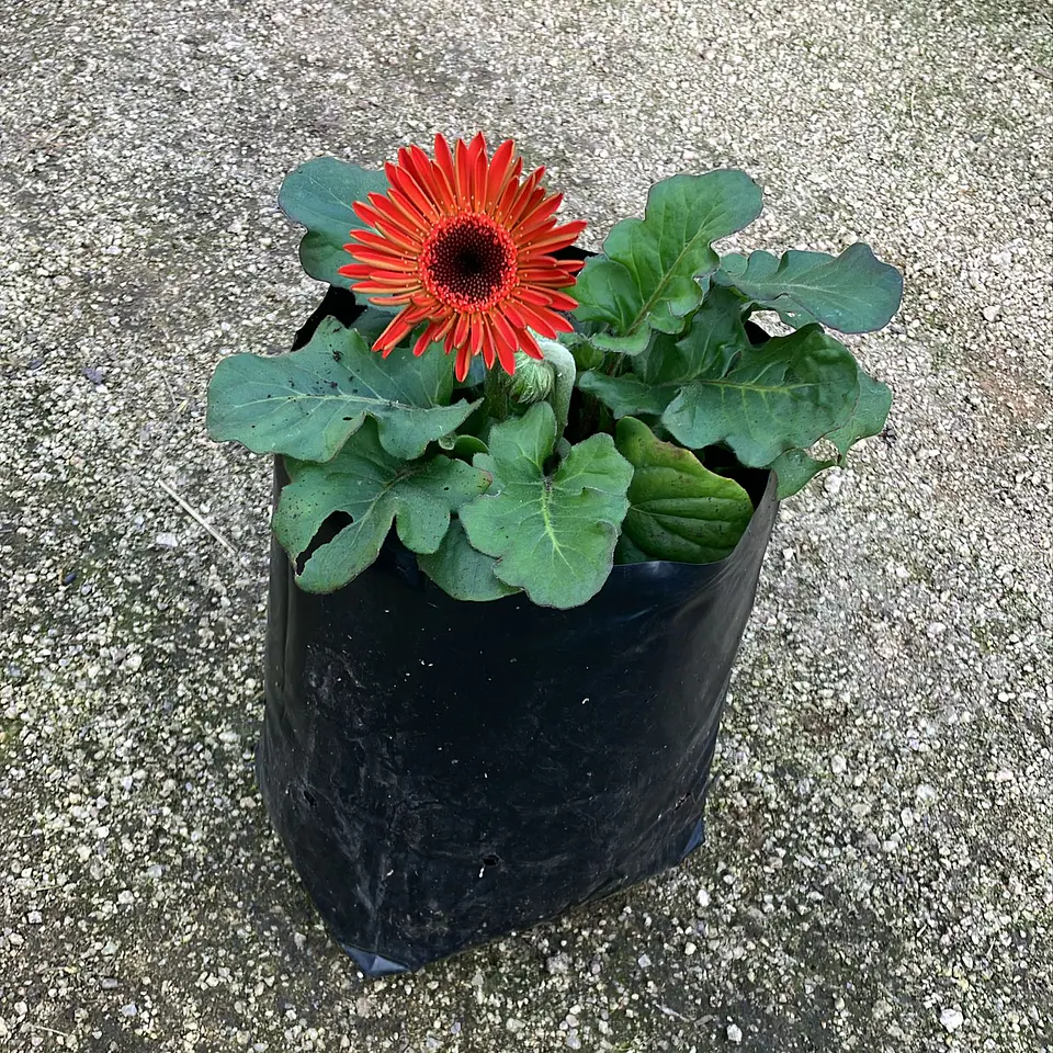 Gerbera 6