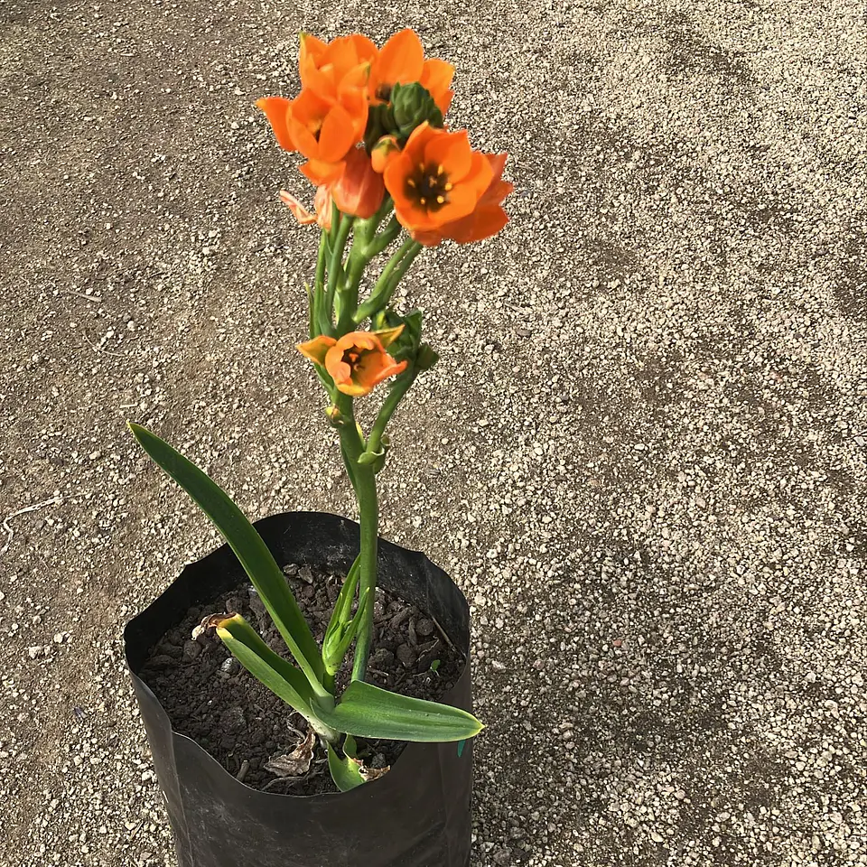 Ornithogalum 4