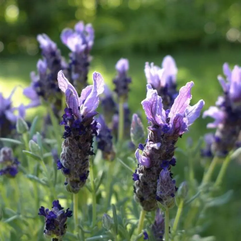 Lavanda Stoechas Bandera purple 1