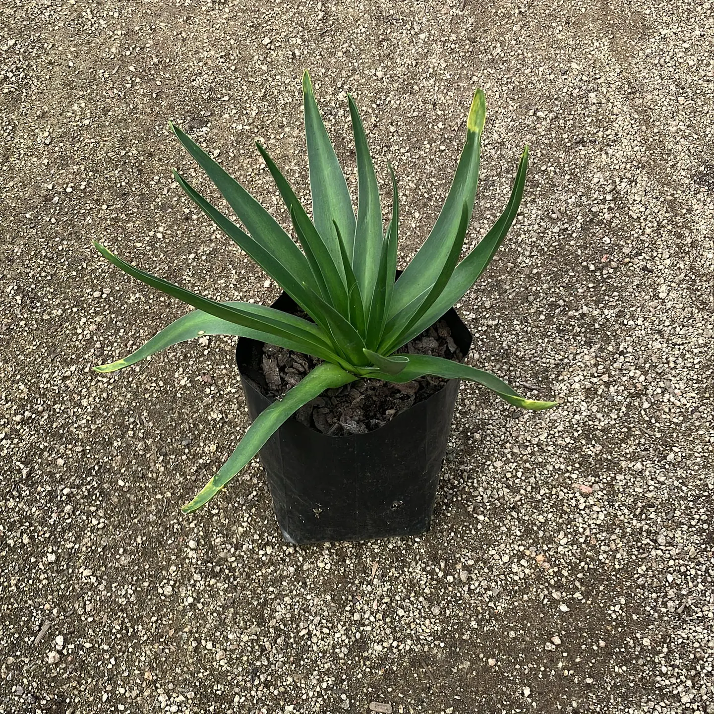 Scilla Peruviana 3
