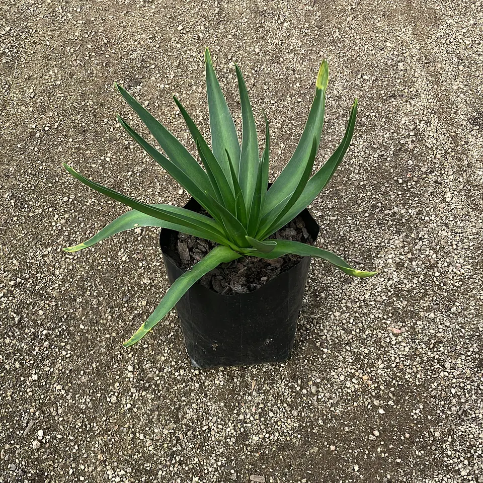 Scilla Peruviana 3