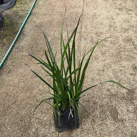 Anigozanthos Big Red