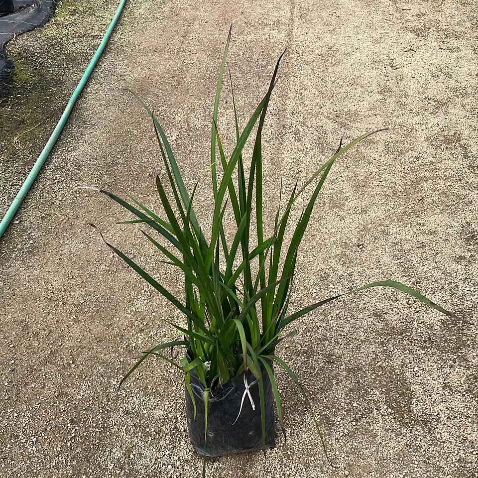 Anigozanthos Big Red 2