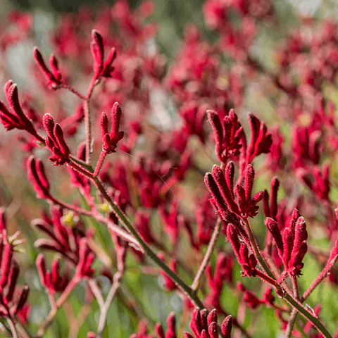 Anigozanthos Big Red