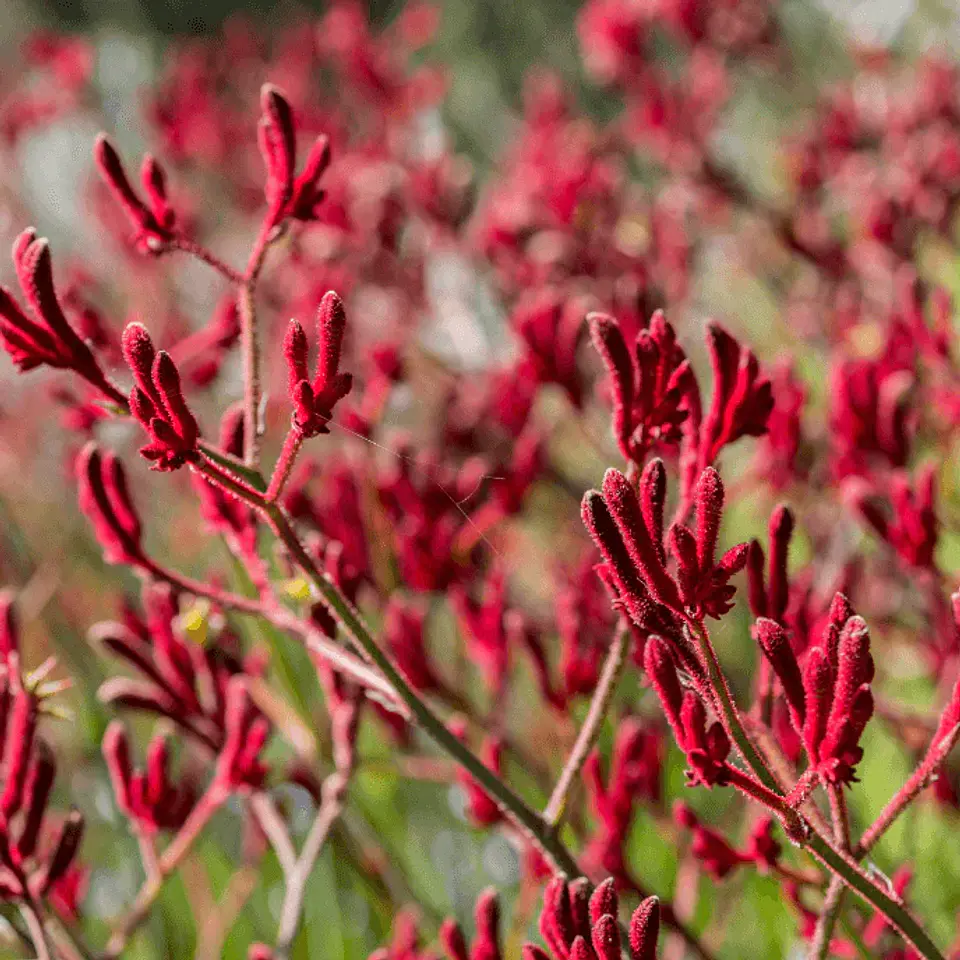 Anigozanthos Big Red 1