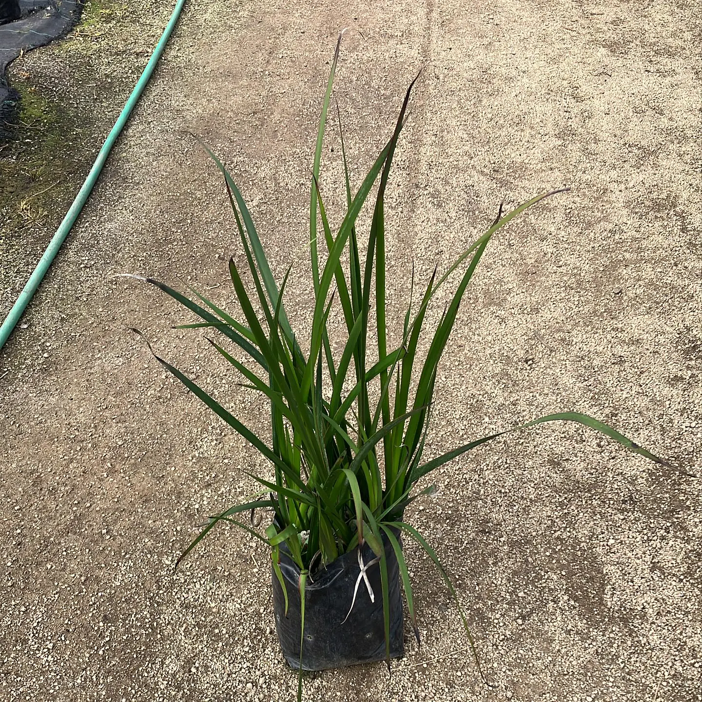 Anigozanthos Bush Dawn 2