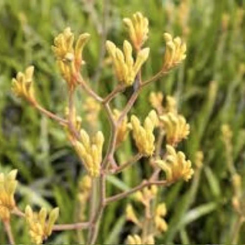 Anigozanthos Bush Dawn