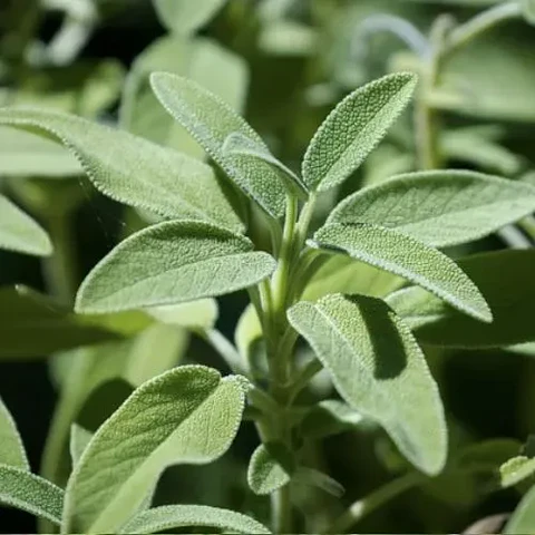 Salvia Officinalis