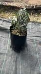 Salvia Officinalis - Miniatura 2