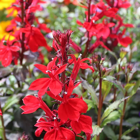 Lobelia Speciosa ‘Van Scarlet’