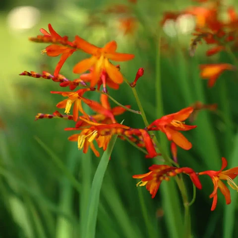 Crocosmia ‘Carmine Brilliant’