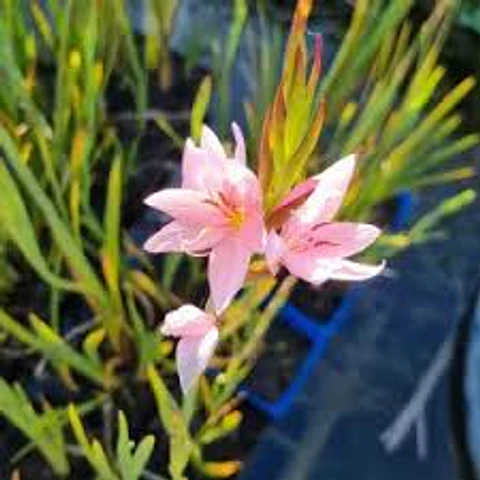 Schizostylis coccinea