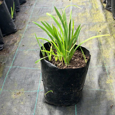 Schizostylis coccinea