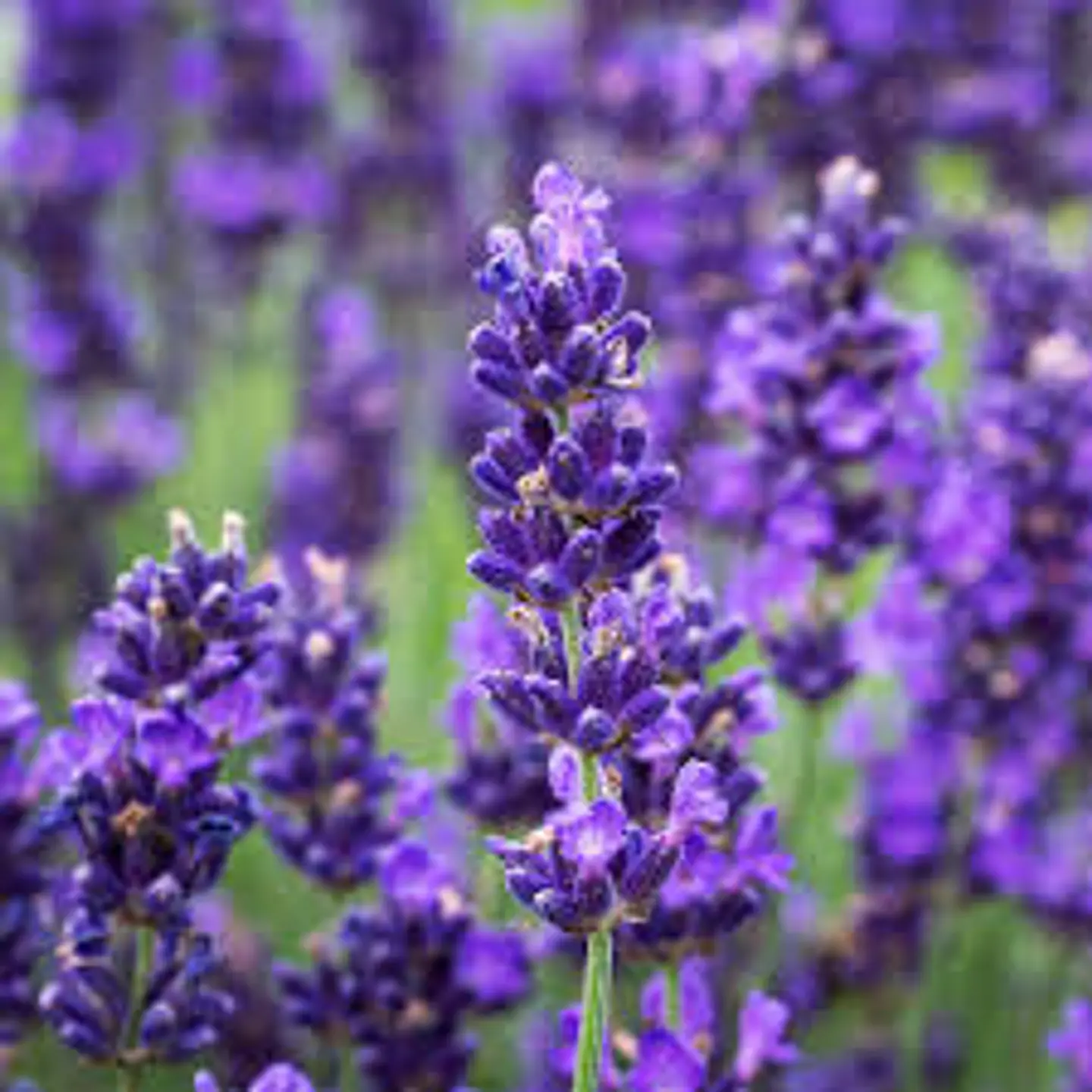 Lavanda Hidcote 1