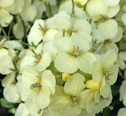 Erysimum Charity