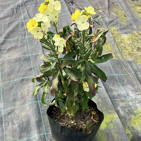 Erysimum Charity