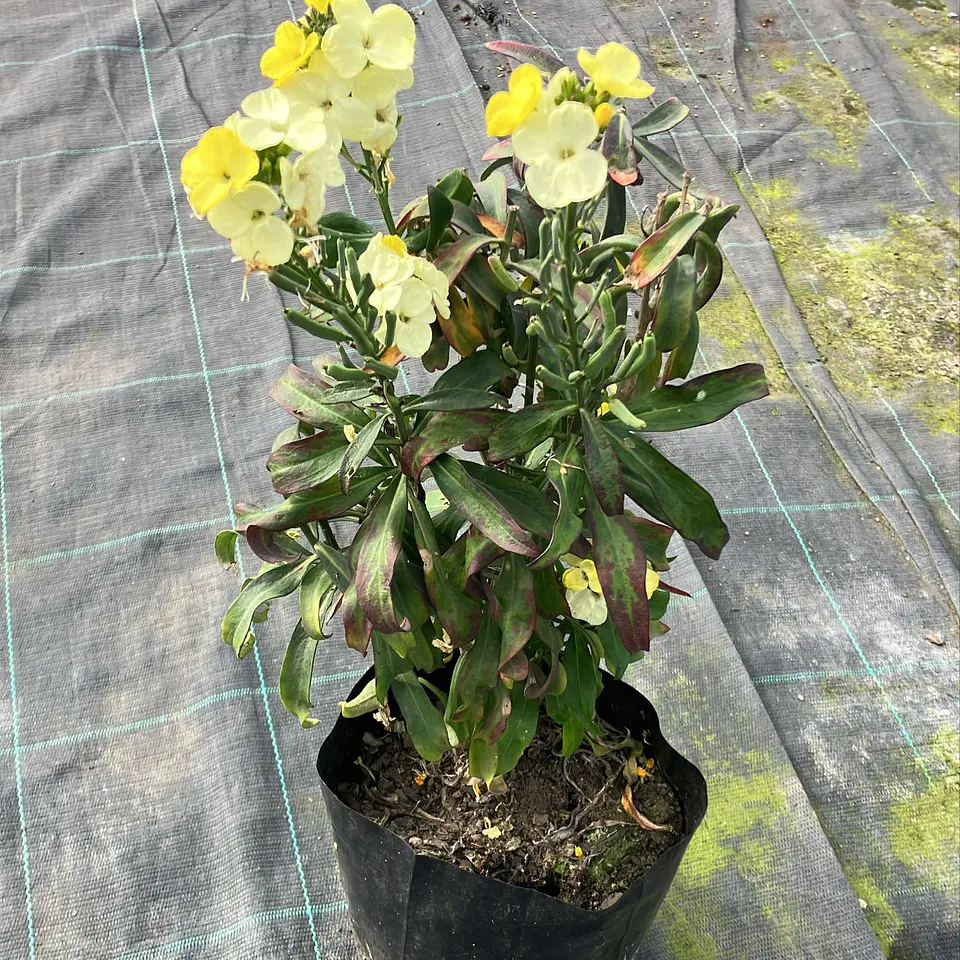 Erysimum Charity 2