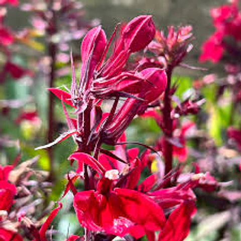 Lobelia speciosa ‘Fan Burgundy’