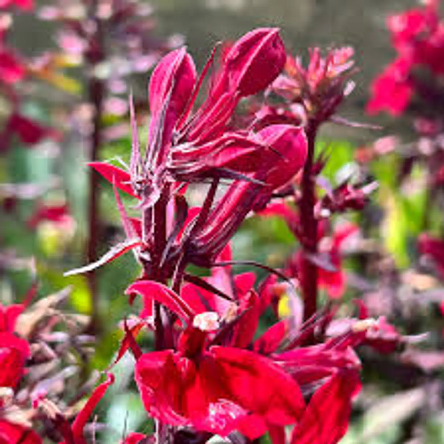 Lobelia speciosa ‘Fan Burgundy’ 1