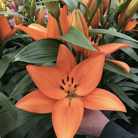 Lilium ‘Barolo’