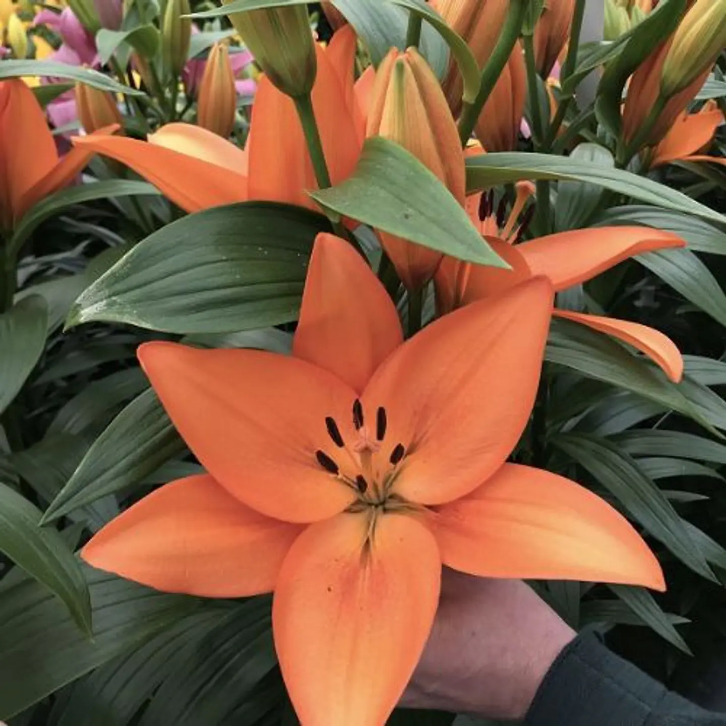 Lilium ‘Barolo’ 1