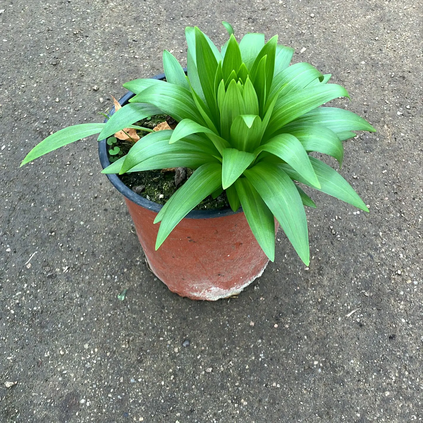 Lilium ‘Barolo’ 2