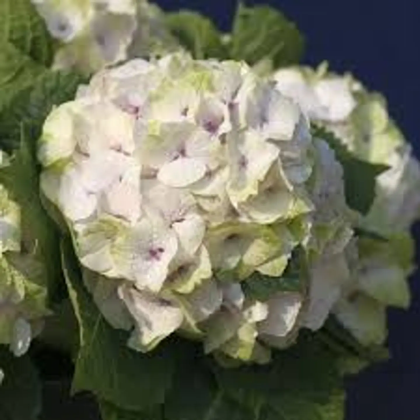 Hortensia ‘Noblesse’ 1