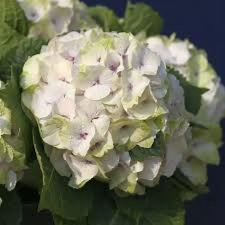 Hortensia ‘Noblesse’ 1
