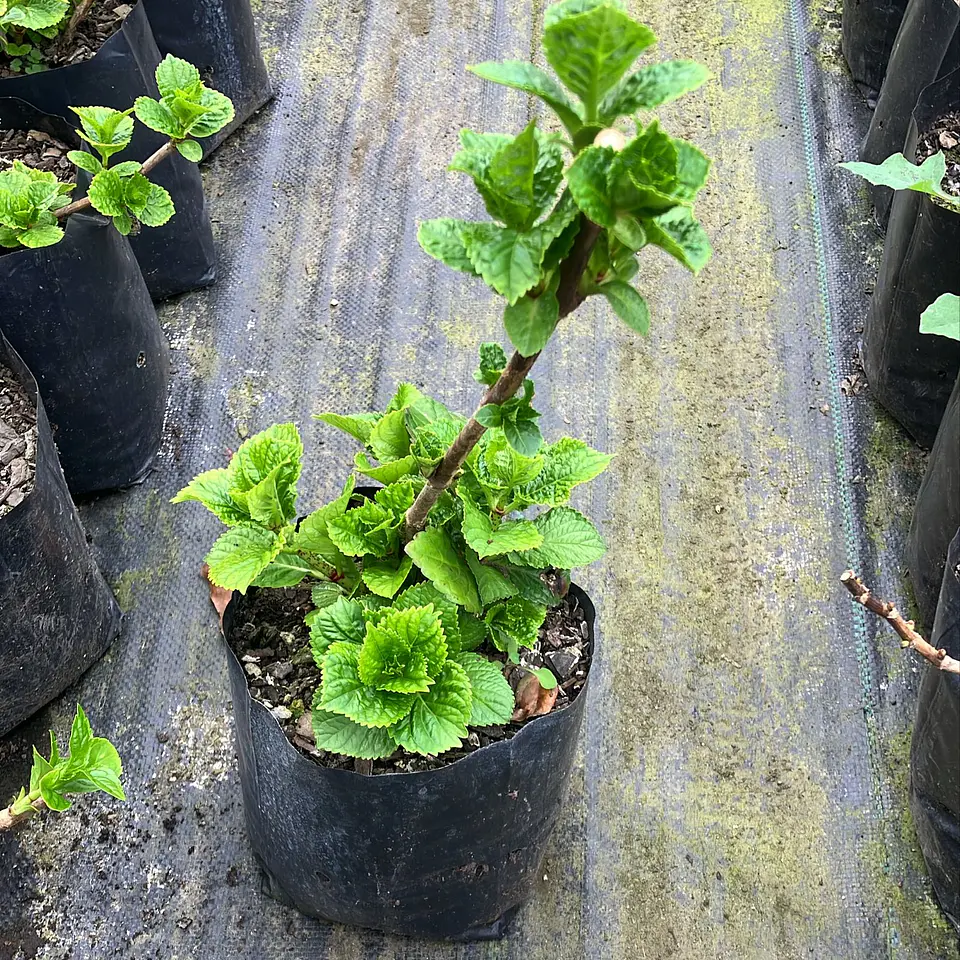 Hortensia ‘Noblesse’ 2