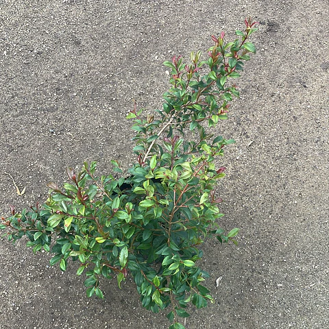 Myrceugenia