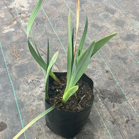 Gladiolus ‘Nymh’
