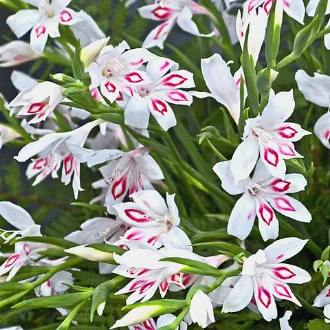 Gladiolus ‘Nymh’