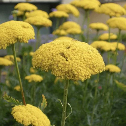 Achillea Filipendulina Amarilla
