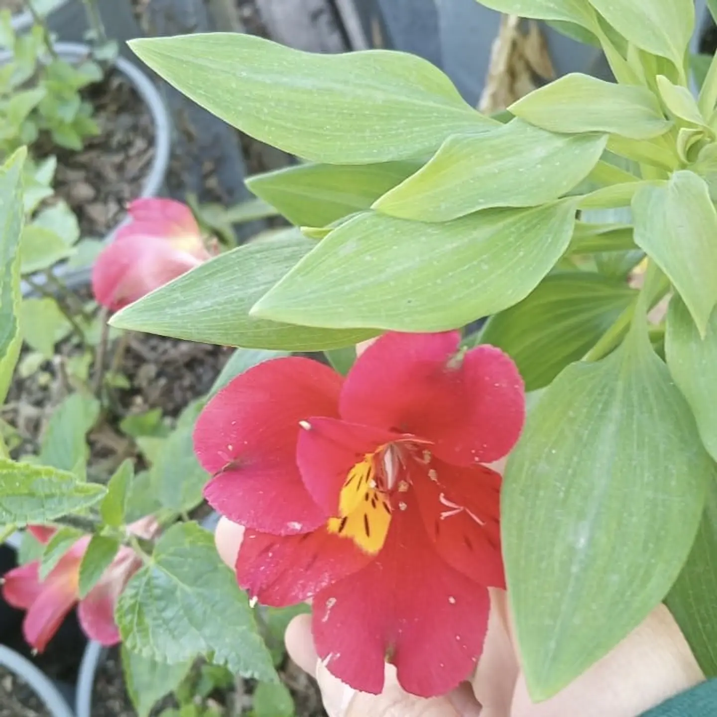 Alstroemeria (alta de corte) 2