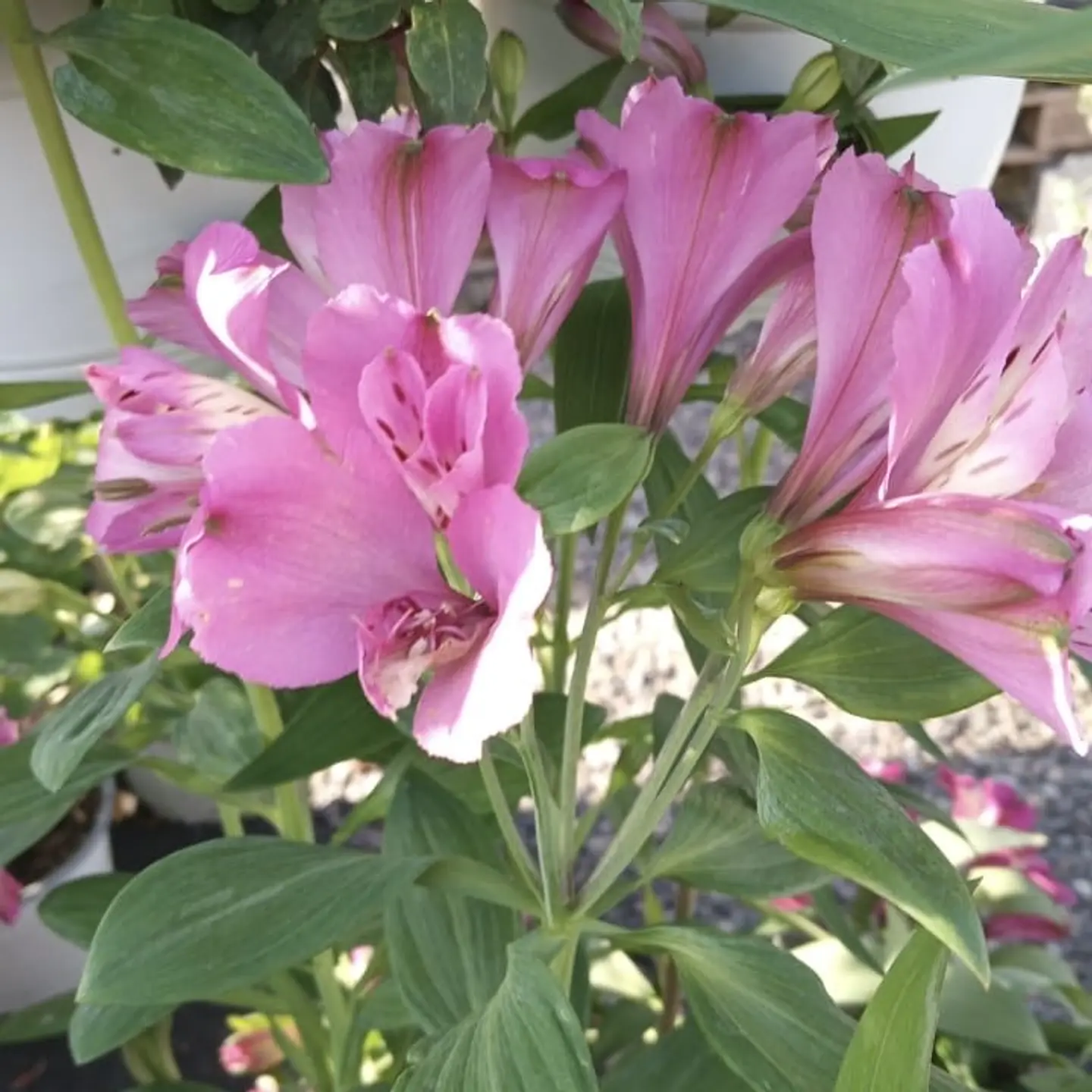 Alstroemeria (alta de corte) 3