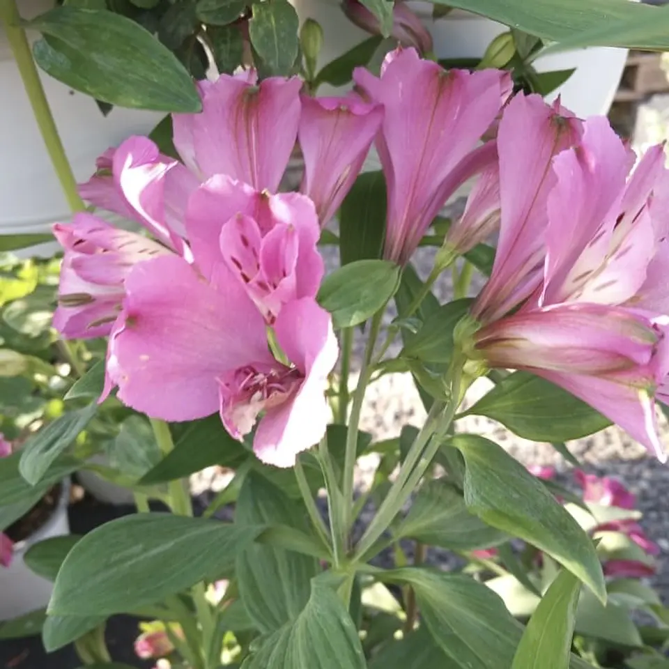 Alstroemeria (alta de corte) 3