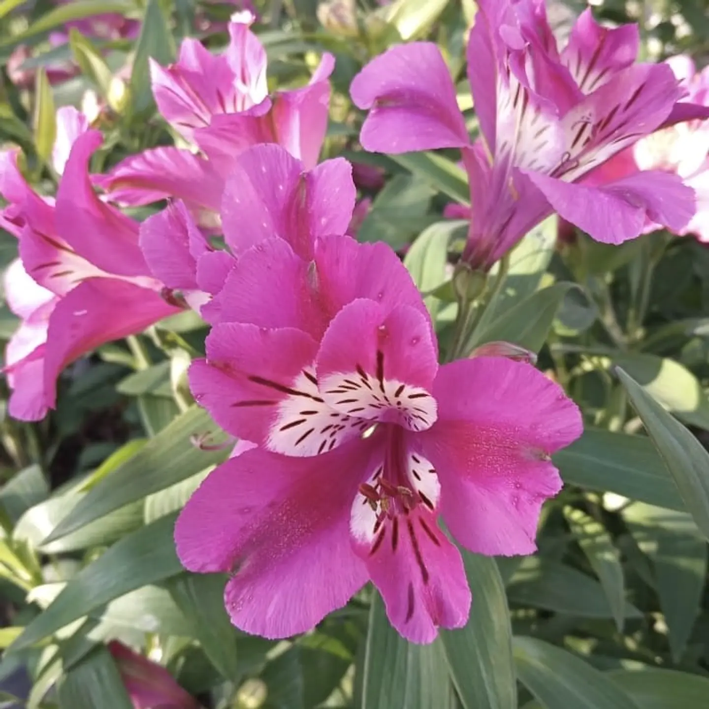 Alstroemeria (alta de corte) 1