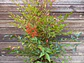 Nandinas - Miniatura 3