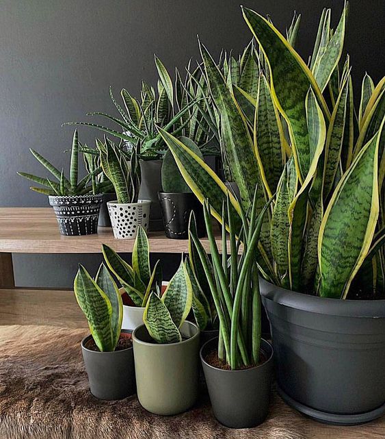 Sansevieria o Lengua de suegra 