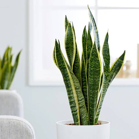 Sansevieria tigre borde amarillo