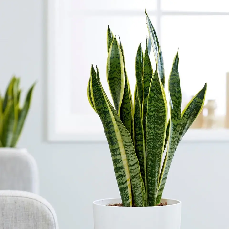 Sansevieria tigre borde amarillo 2