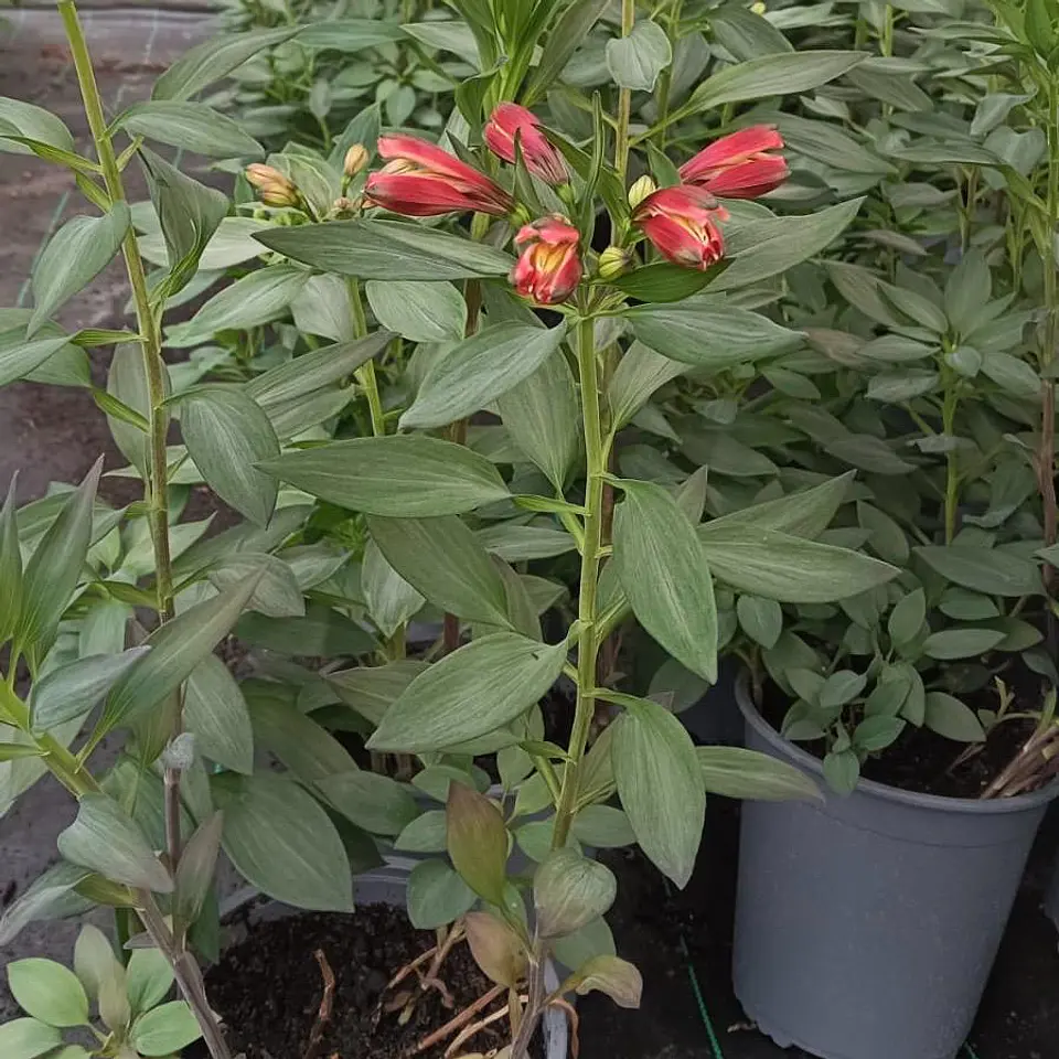 Alstroemeria (alta de corte) 4