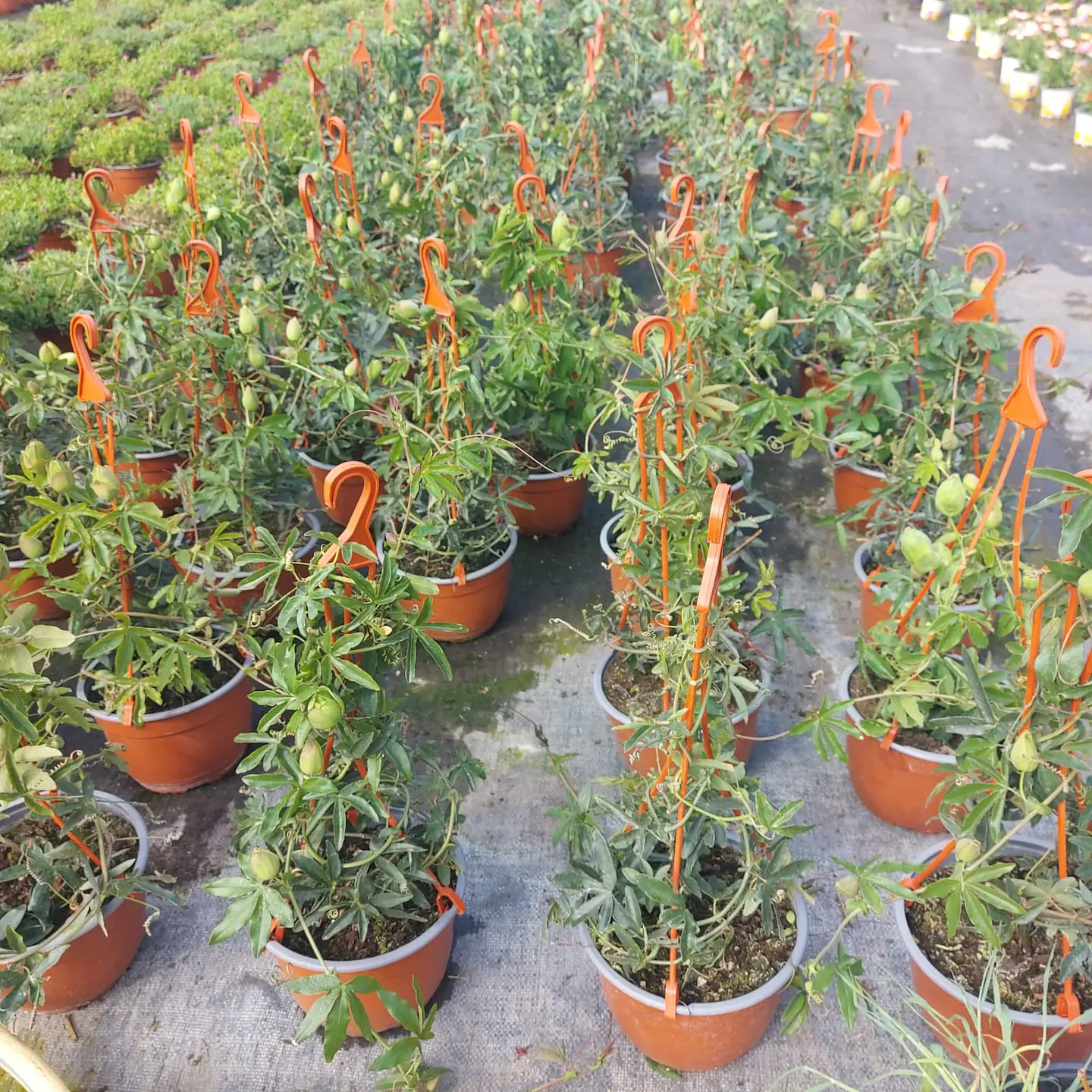 Pasiflora 5