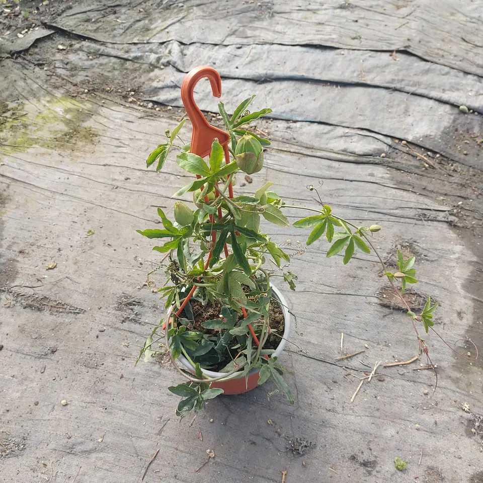 Pasiflora 4