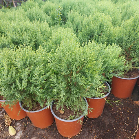 Cryptomeria