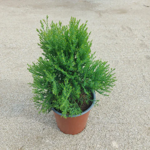 Cryptomeria