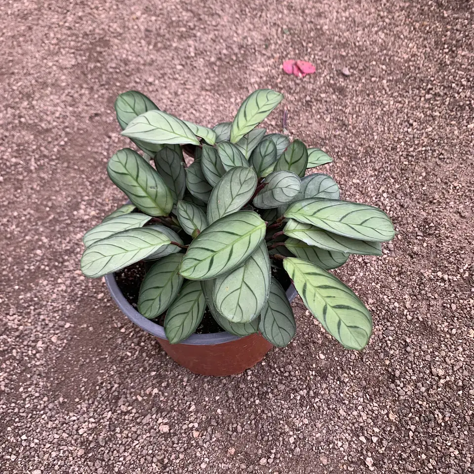 Calathea Amagris 1