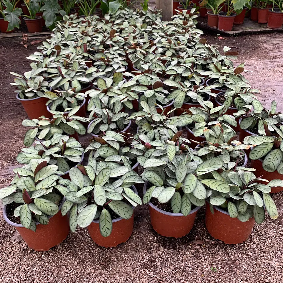 Calathea Amagris 2